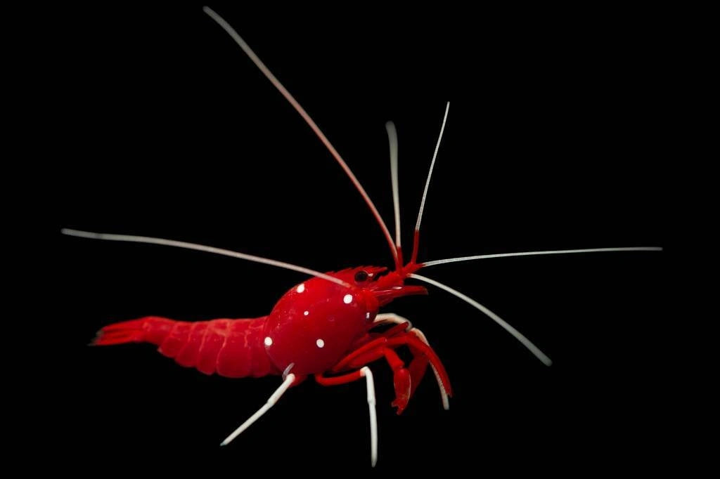 Blood Fire Shrimp