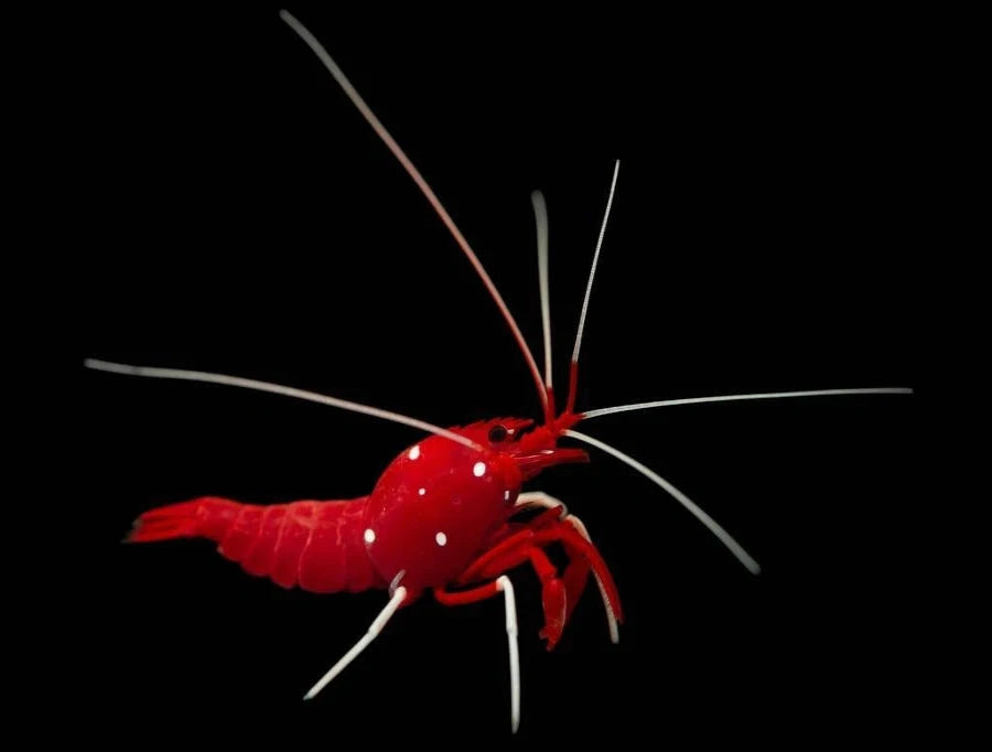 Blood Fire Shrimp