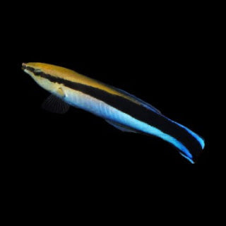 Blue streak Cleaner Wrasse