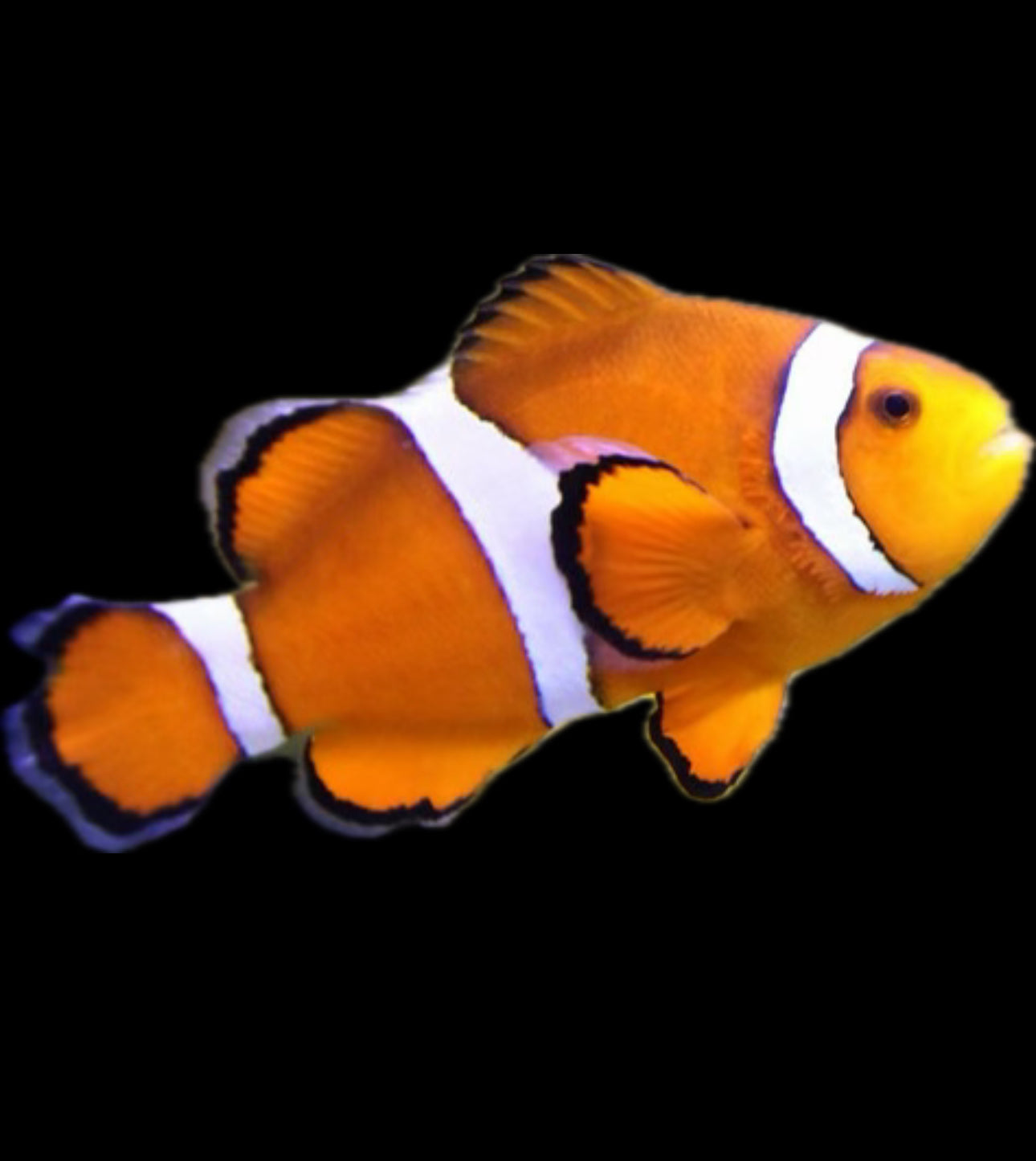 False Percula Clownfish
