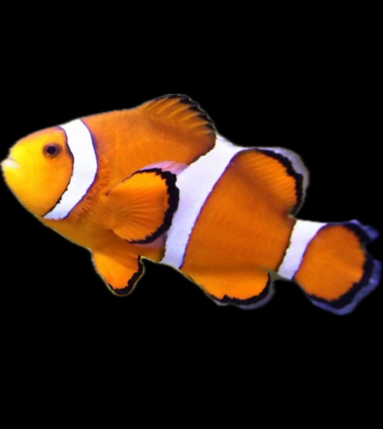 False Percula Clownfish