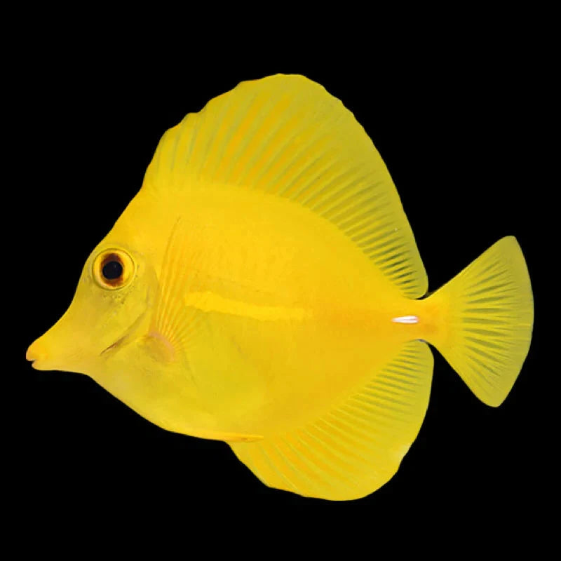 Captive Bred Yellow Tang