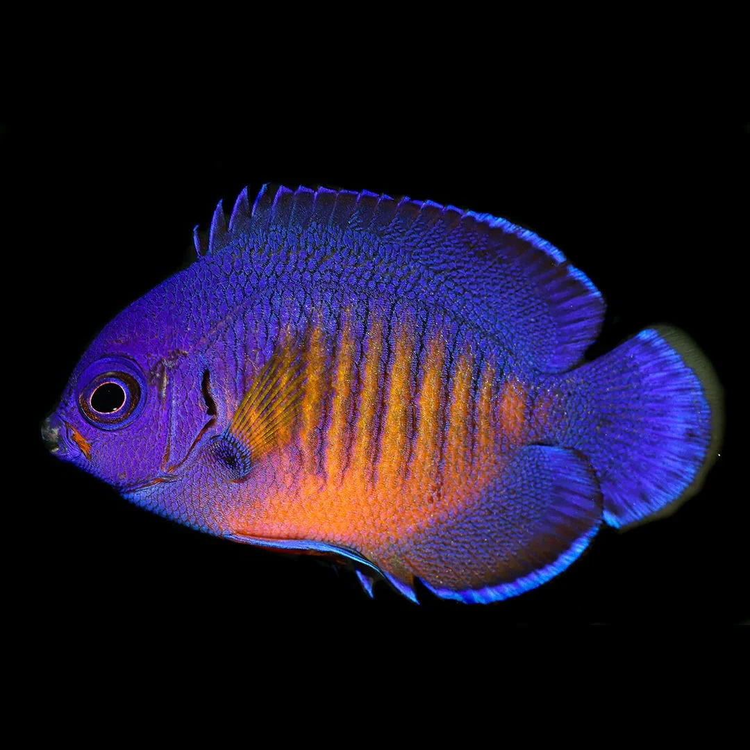 Coral Beauty Angel