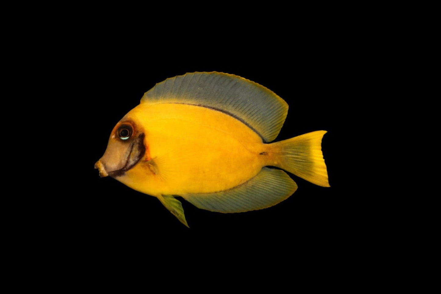 Chocolate Tang