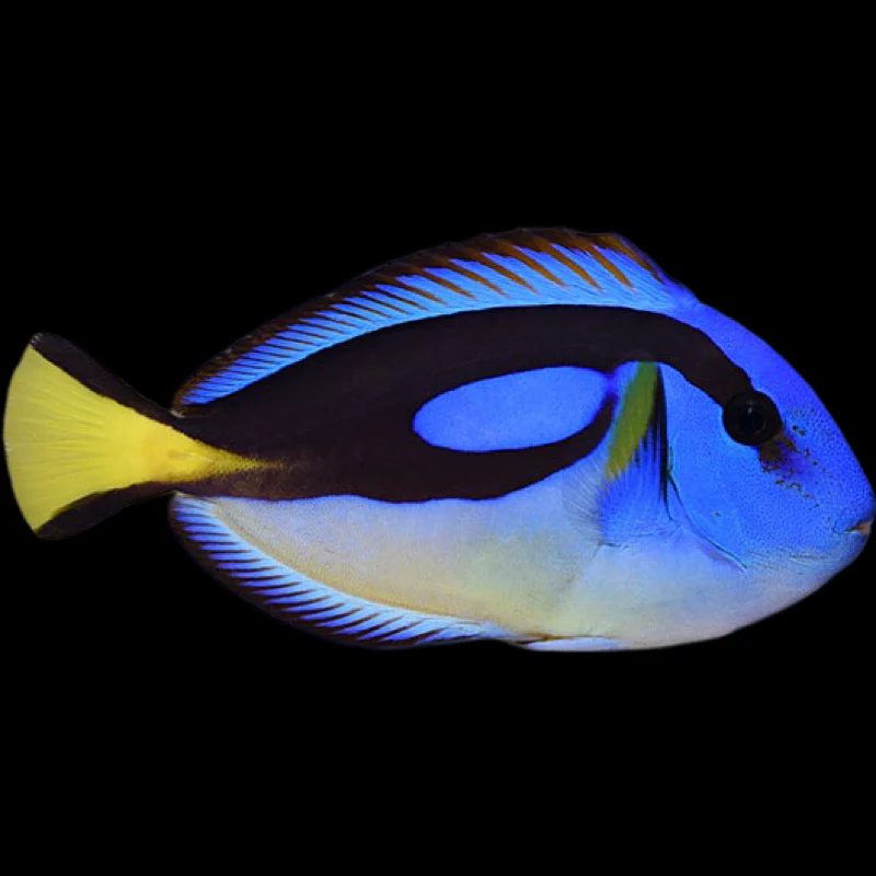 Blue Hippo Tang
