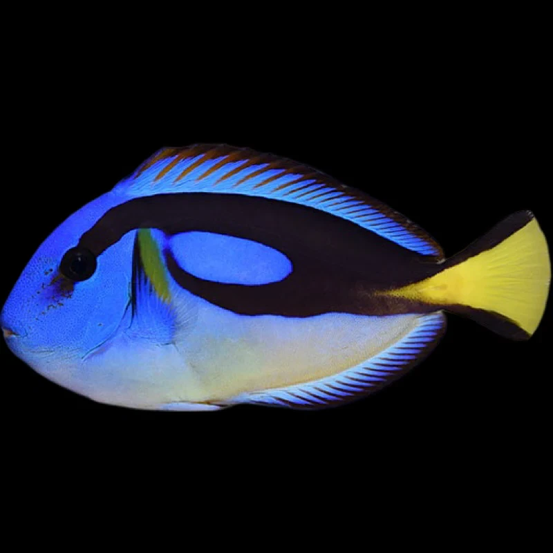 Blue Hippo Tang