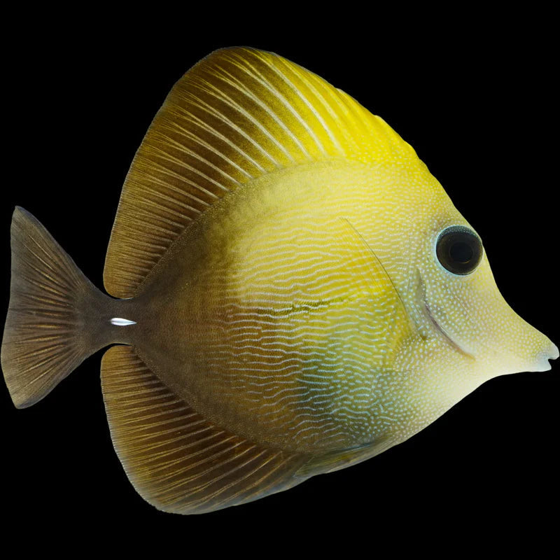 Yellow Scopas Hybrid Tang