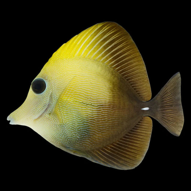 Yellow Scopas Hybrid Tang
