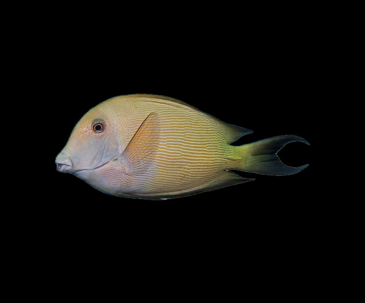 Striated Tang
