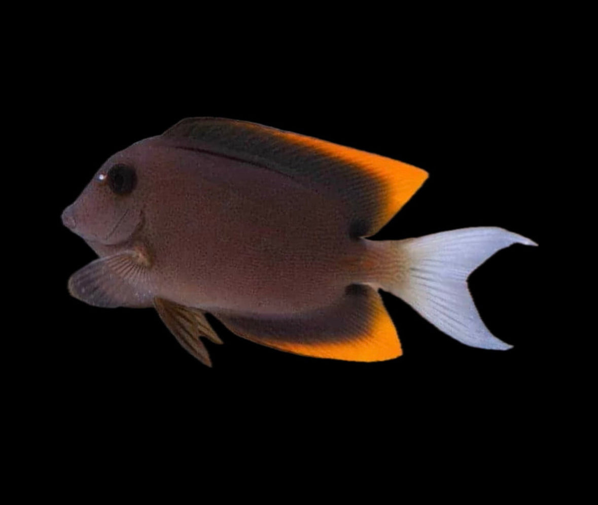 Flame Tail Tomini Tang