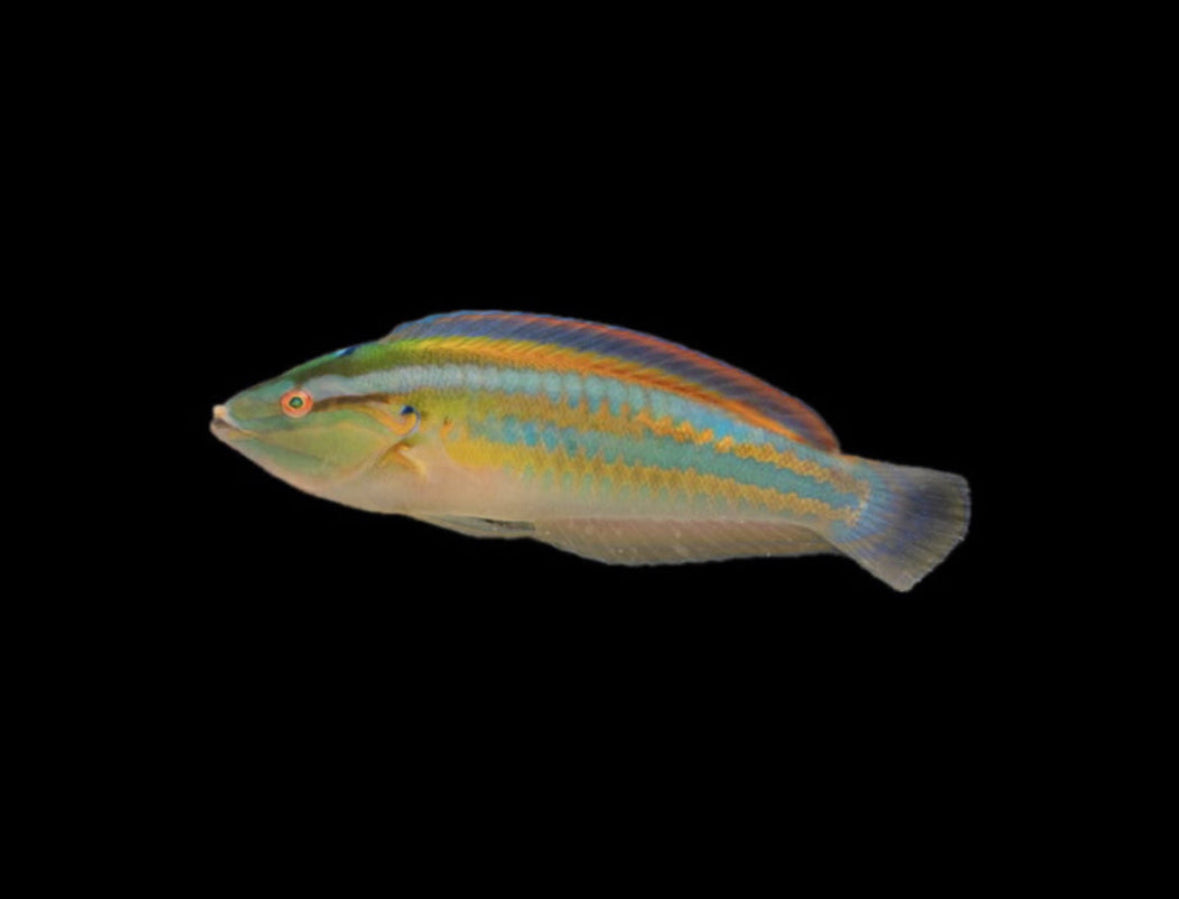 Rainbow Wrasse