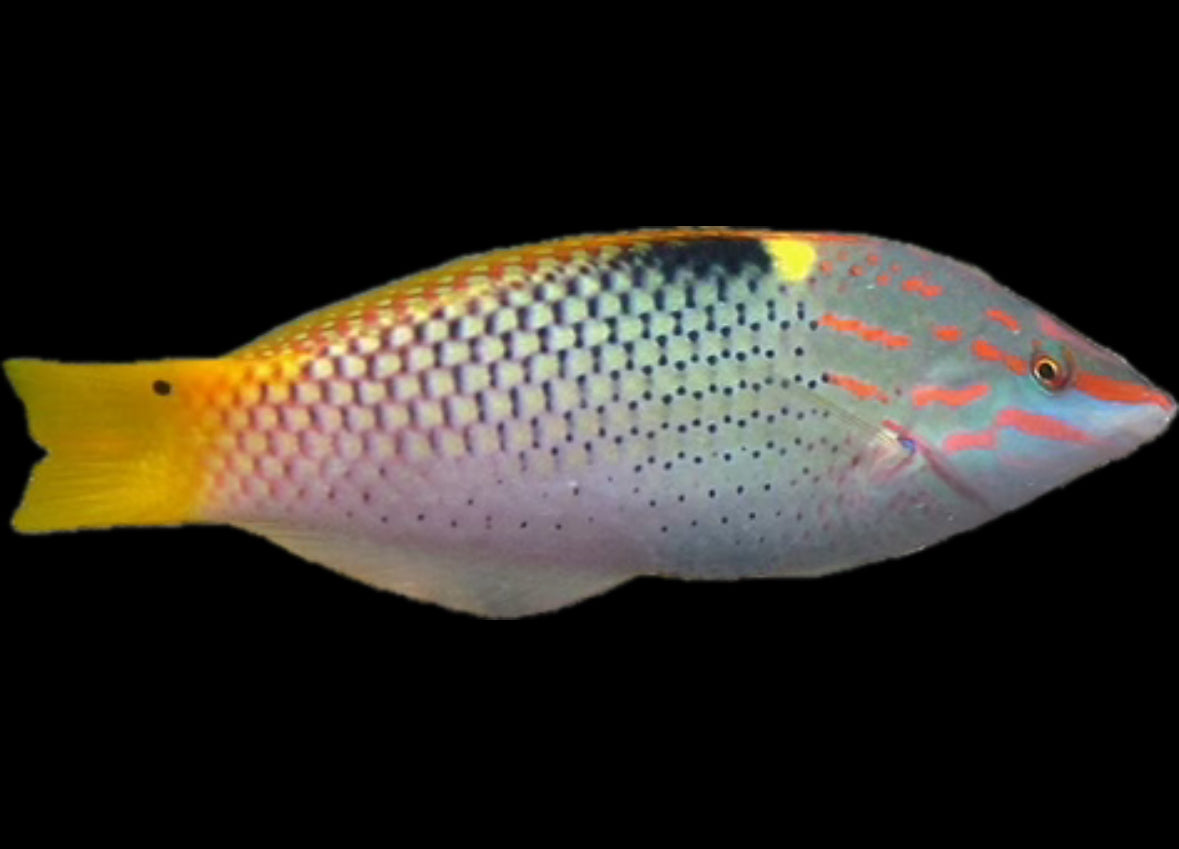 Checkerboard Wrasse