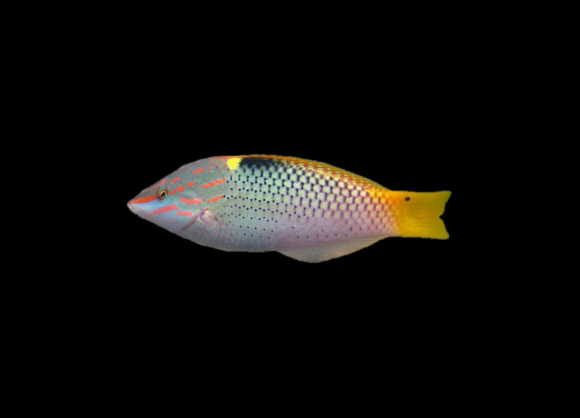 Checkerboard Wrasse