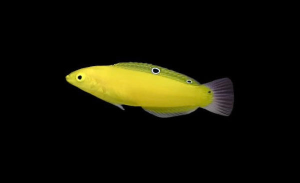 Yellow Coris Wrasse
