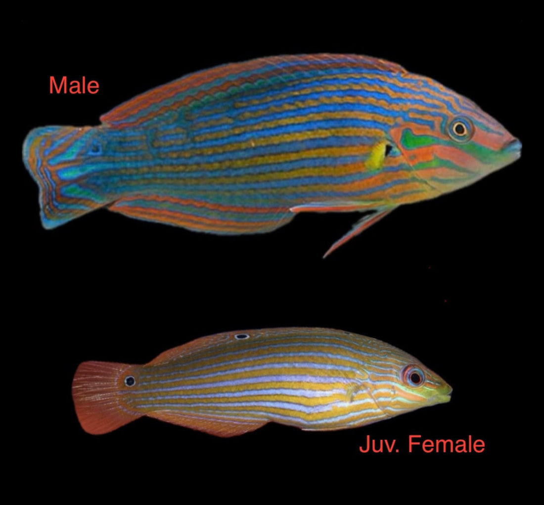 Melanurus Wrasse