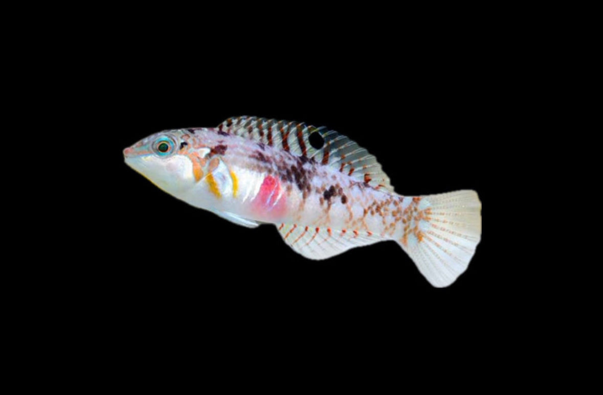 Nebulous Wrasse