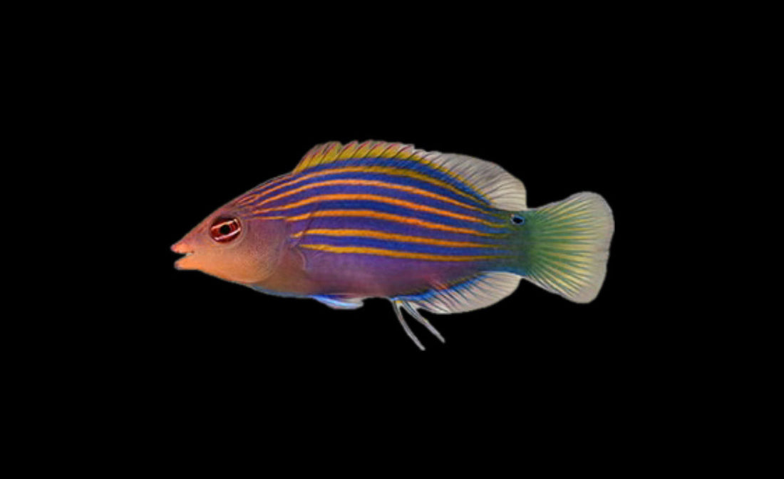 Sixline Wrasse