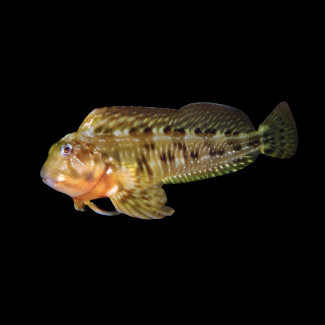 Molly Miller Blenny