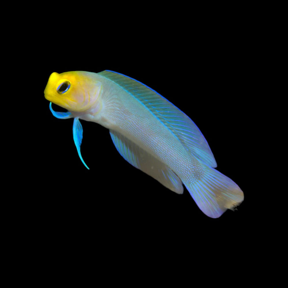 Pearly Jawfish
