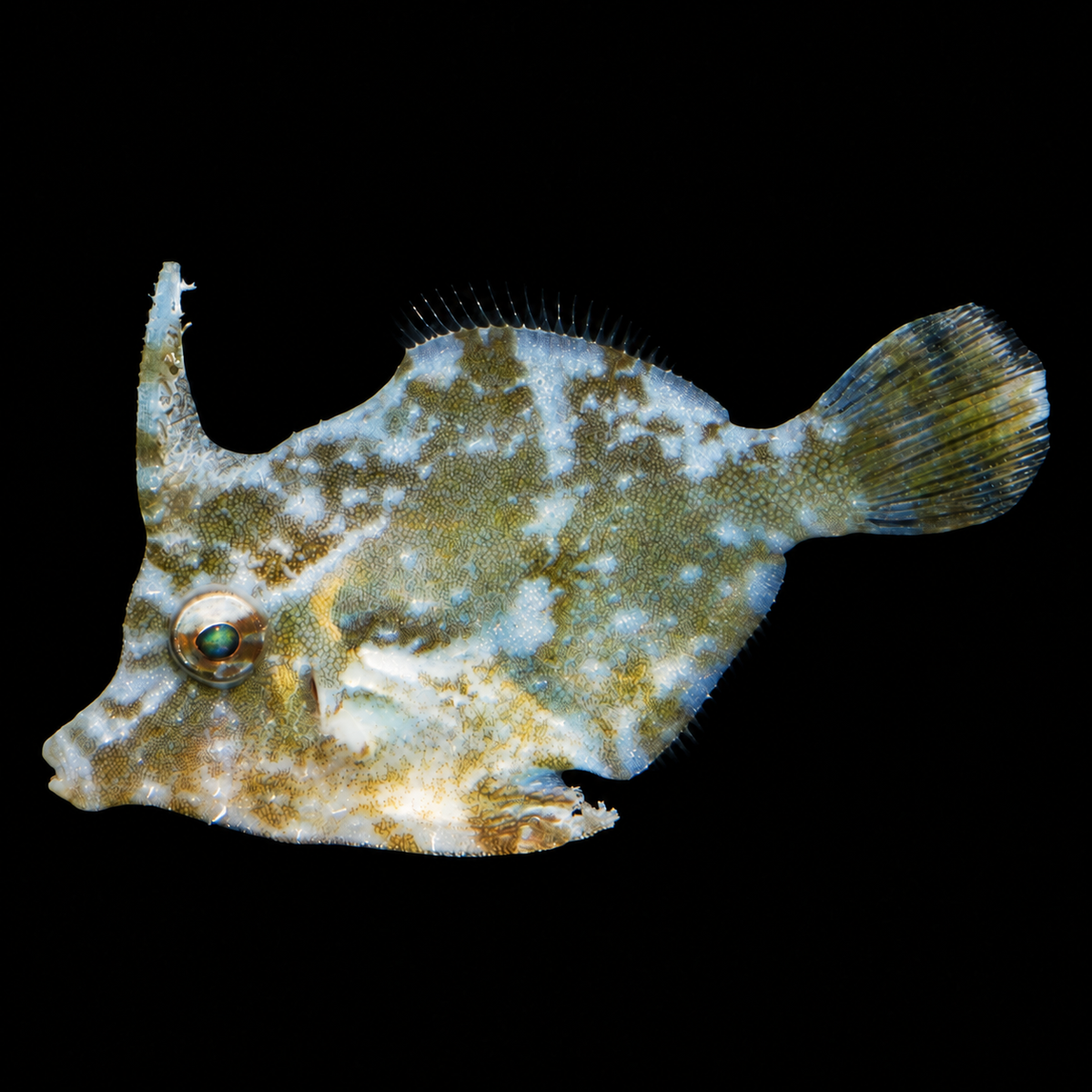 Aiptasia-eating filefish facing left on a black background