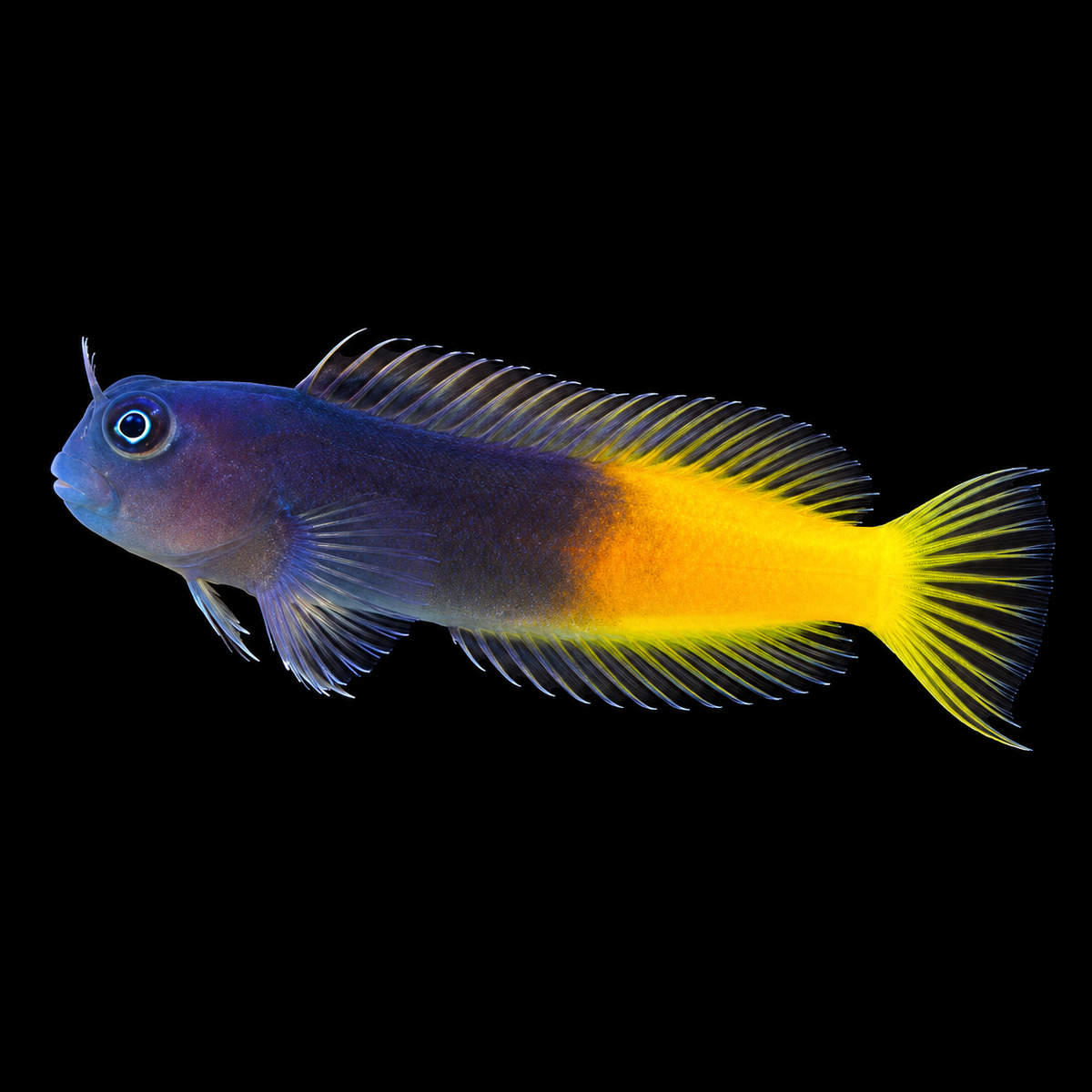 Bicolor Blenny facing left on black — AI-edited representative image