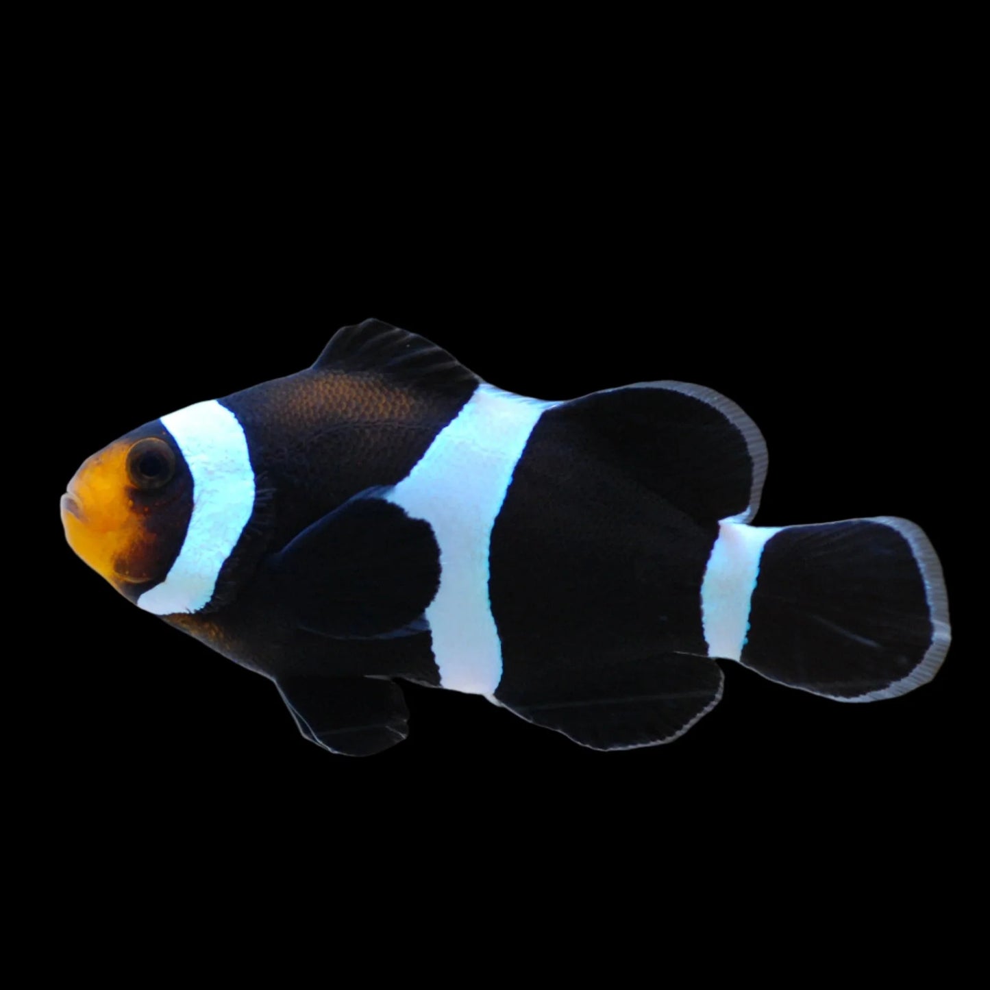 Black Darwin Ocellaris Clownfish (Captive)