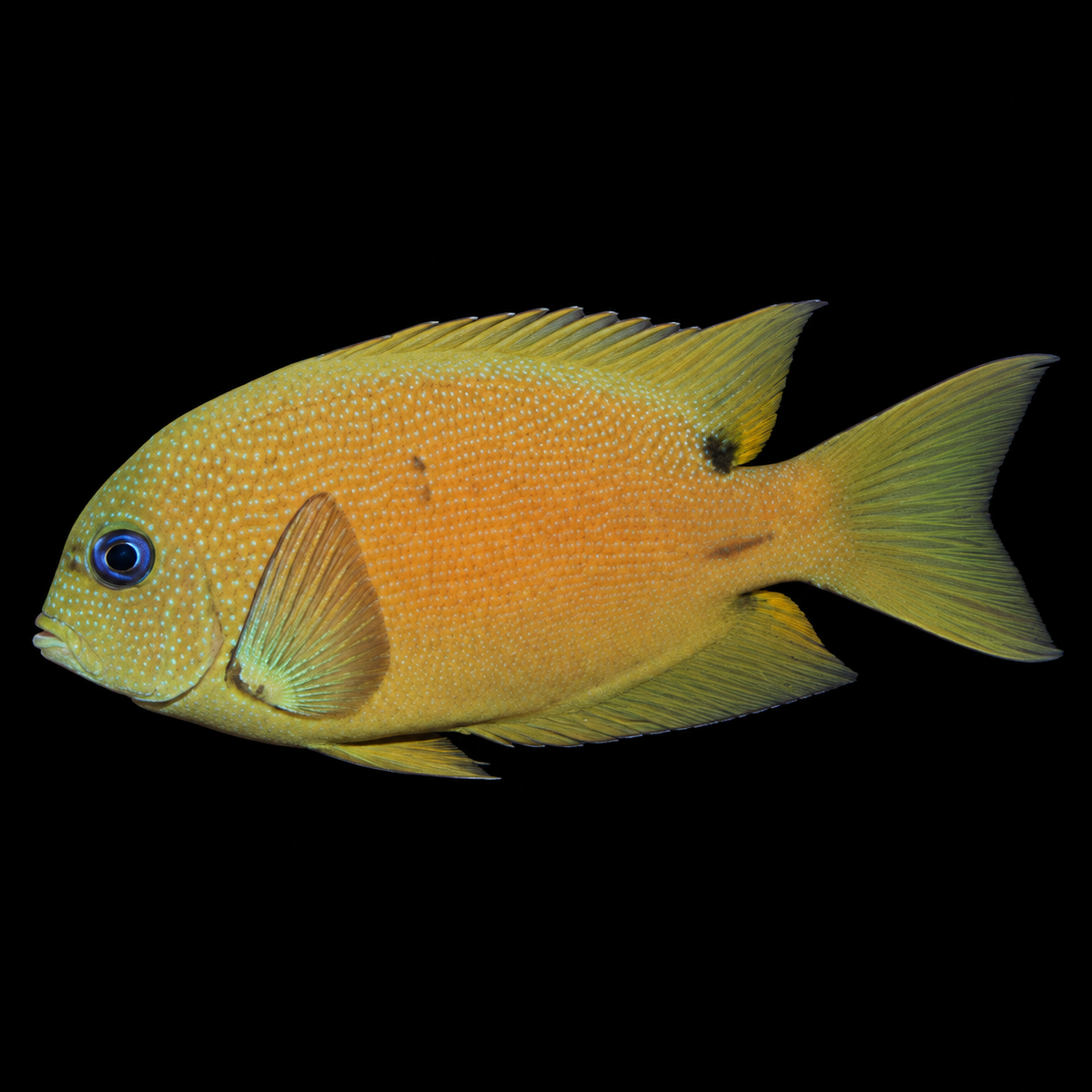 Blue Eye Kole Bristletooth Tang facing left on black — representative image
