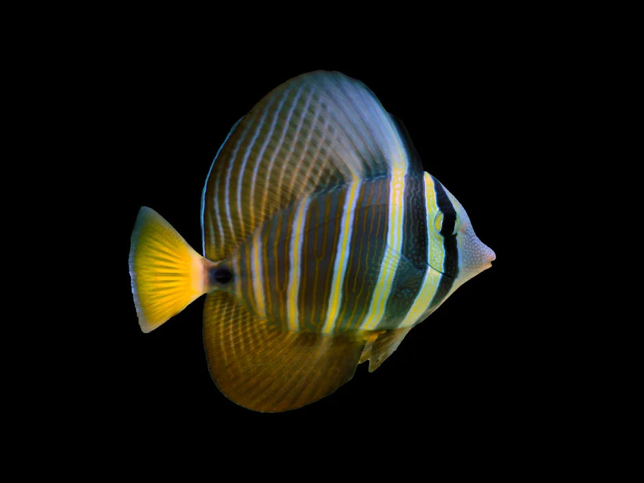 Sailfin