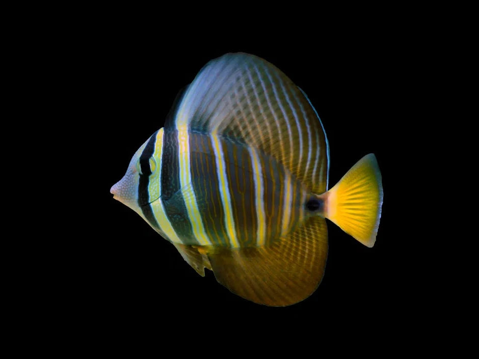 Sailfin