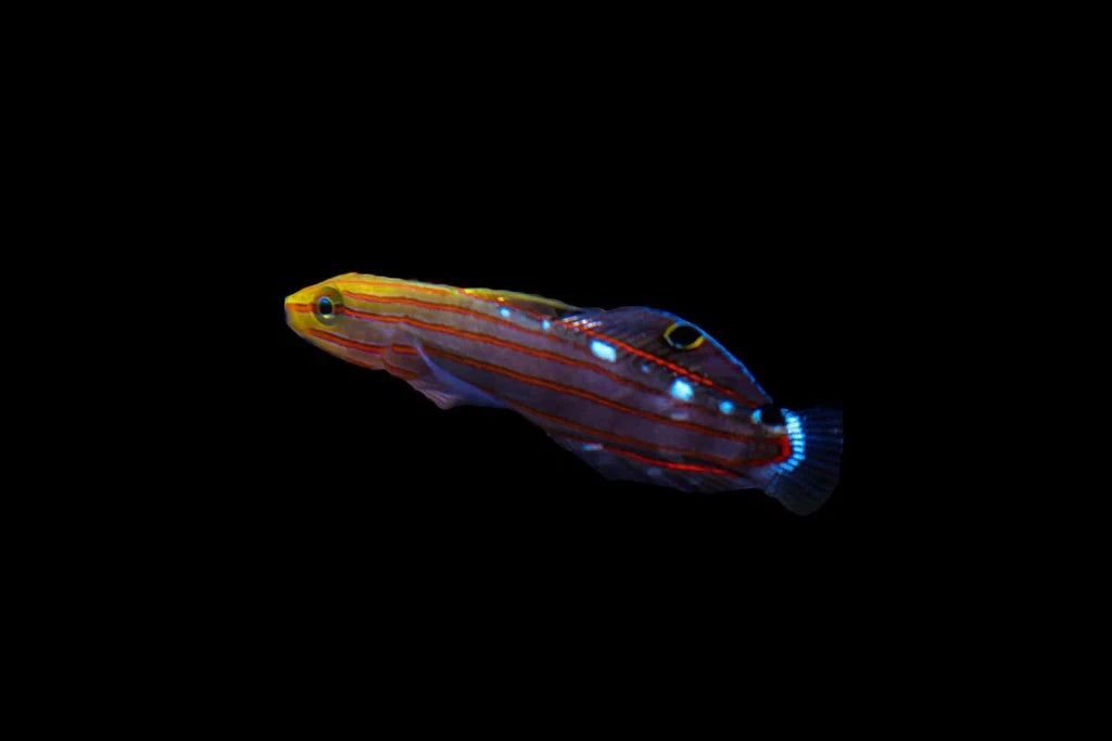 Rainford Goby