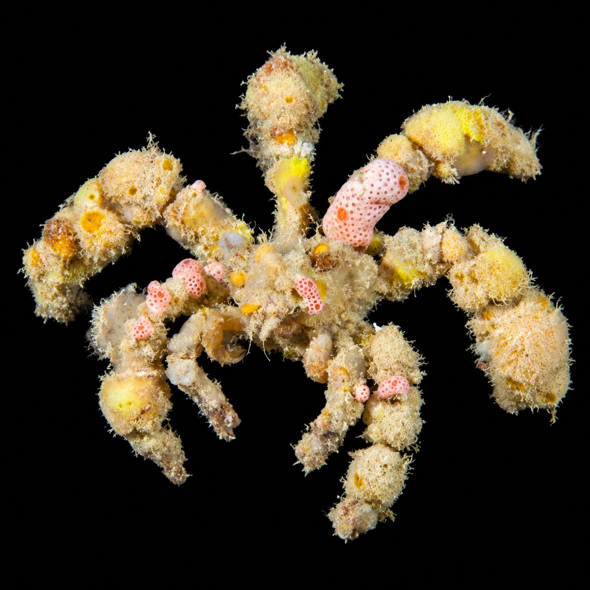 Decorator Spider Crab on black background