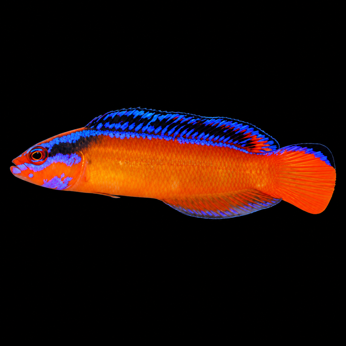 Neon Aldabraensis Pseudo facing left on black background