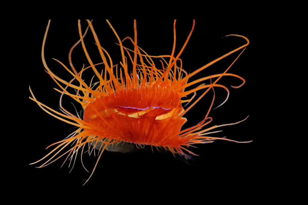 Electric Flame Scallop