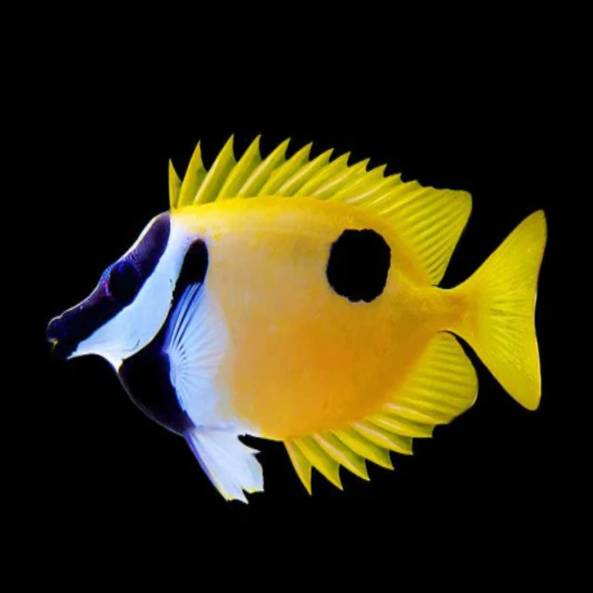 Foxface One spot