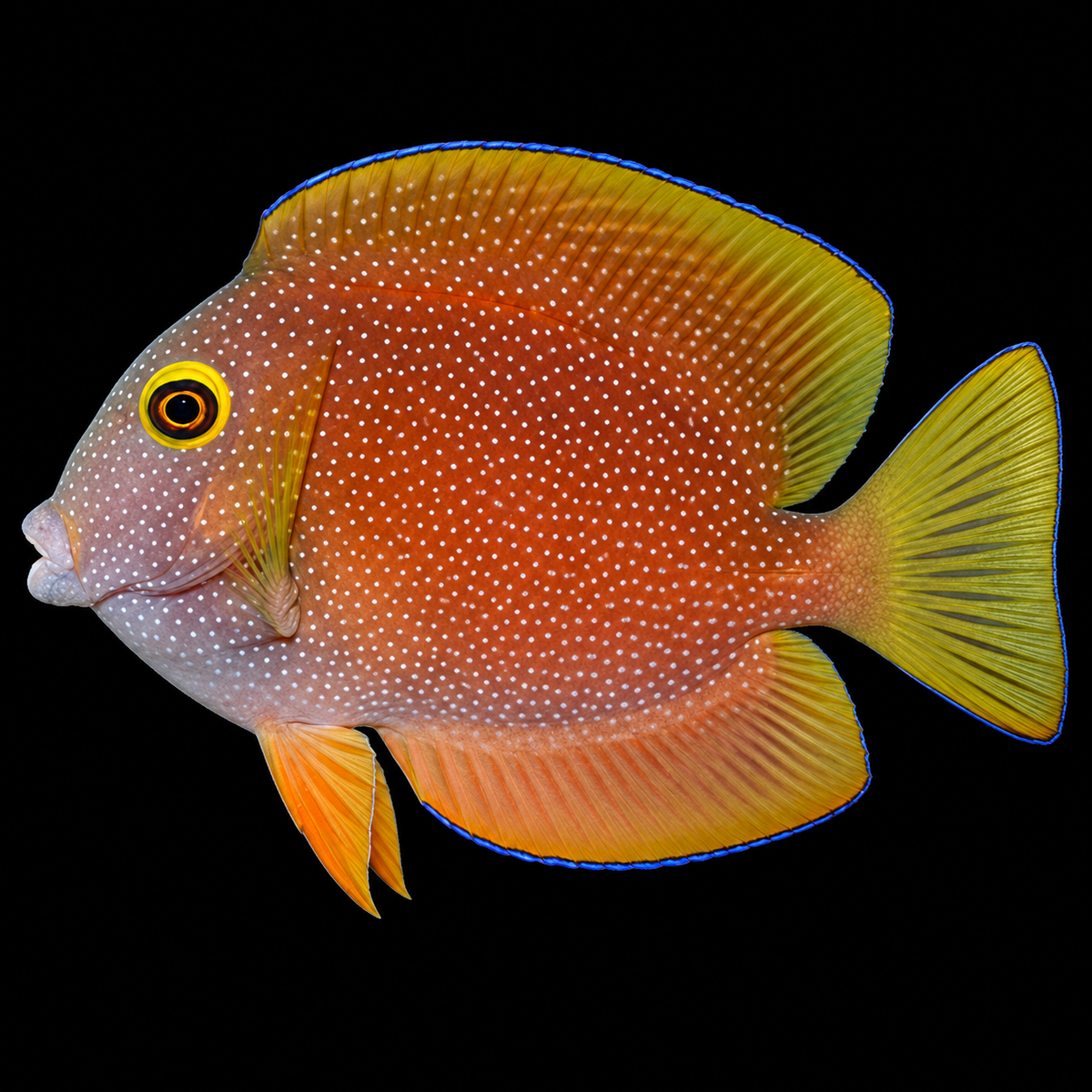 Gold-Eye Spotted Bristletooth Tang facing left on black background