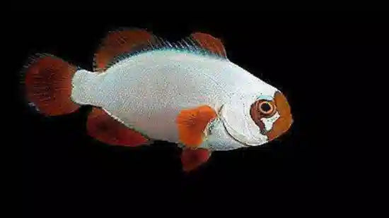 Gold Nugget Maroon Clownfish