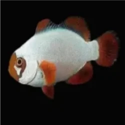 Gold Nugget Maroon Clownfish