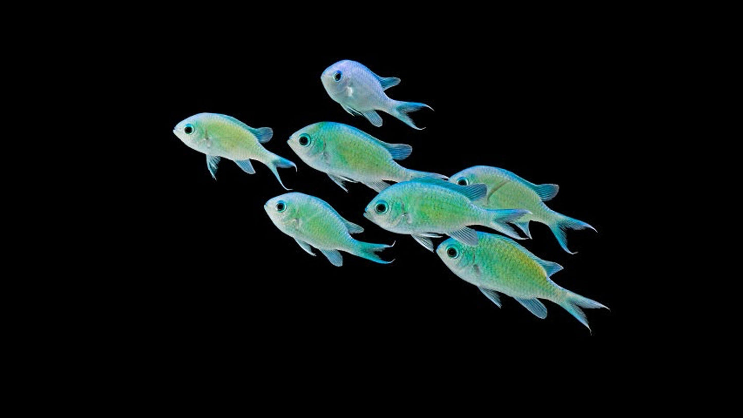 Green Chromis