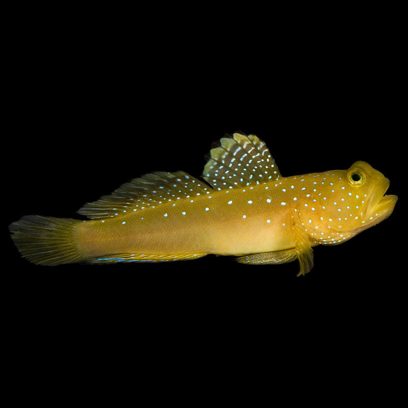 Yellow Watchman Goby