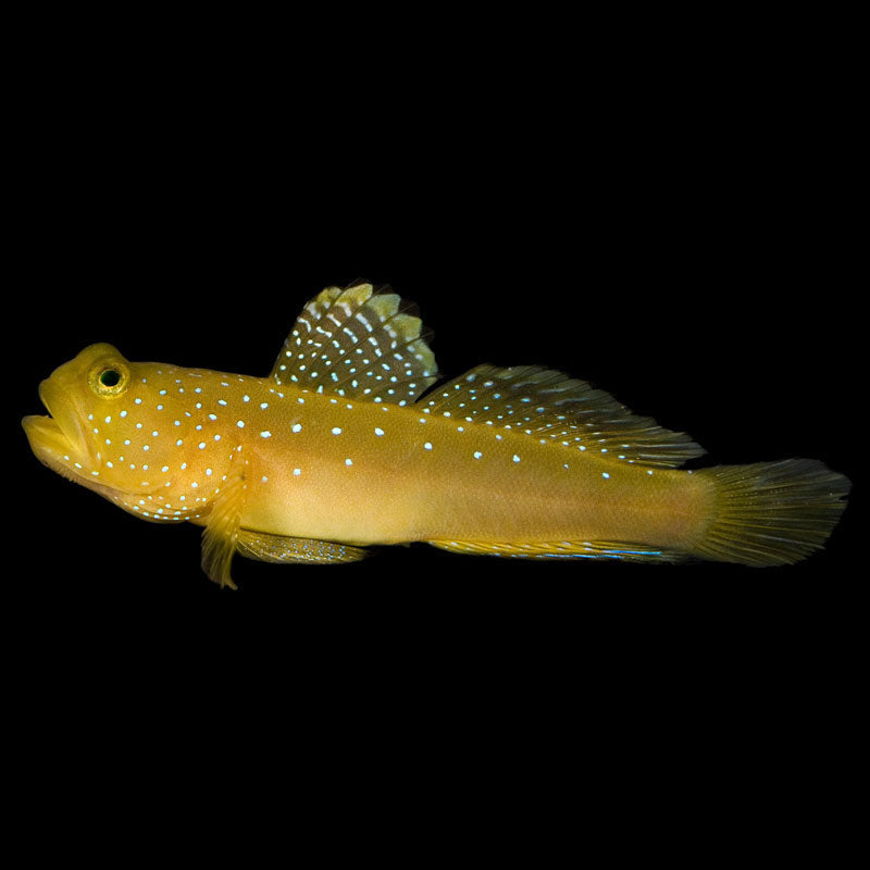 Yellow Watchman Goby