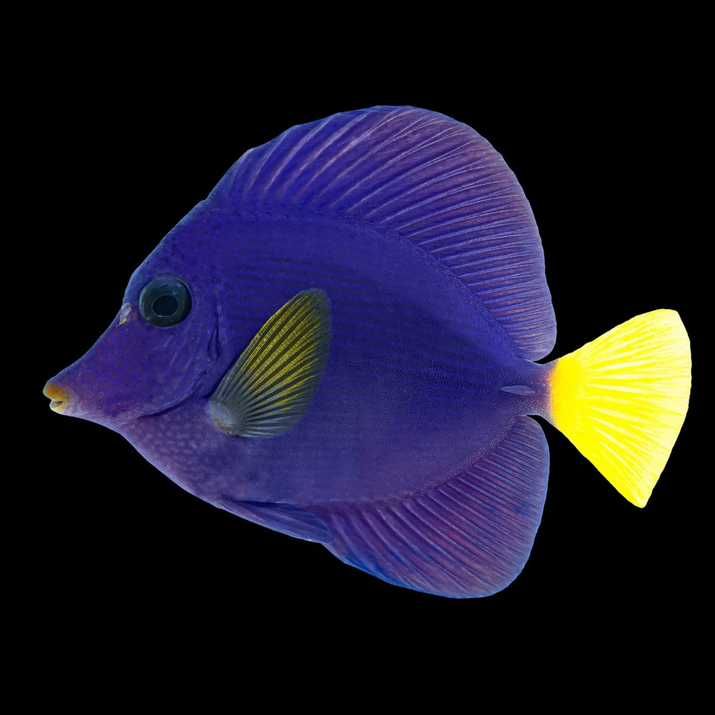 Purple Tang