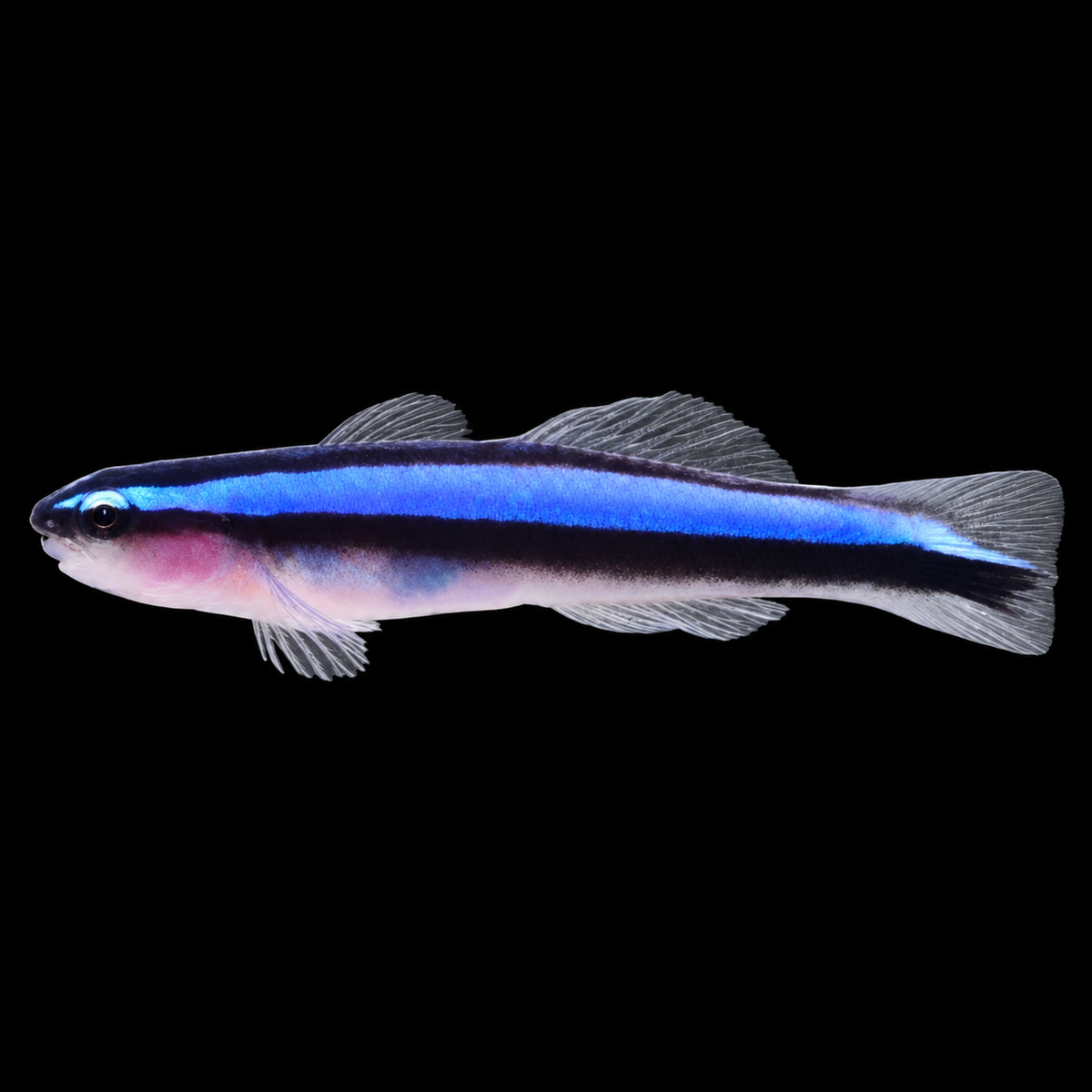 Broadstripe Neon Cleaner Goby facing left on black background