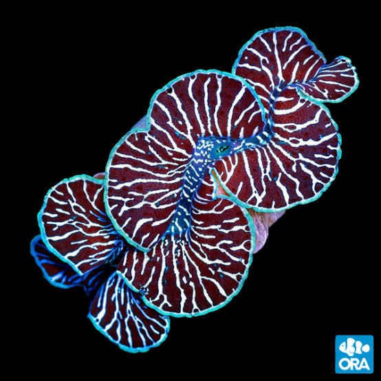 ORA Ultra Maxima Black & White Clam (Tridacna Maxima) 1.5"/4-5cm on black background