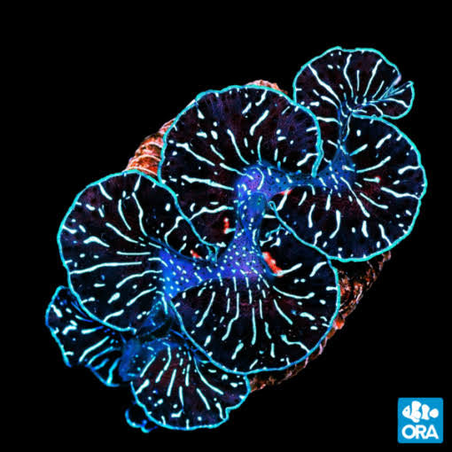 ORA Ultra Colored Maxima Clam on black background