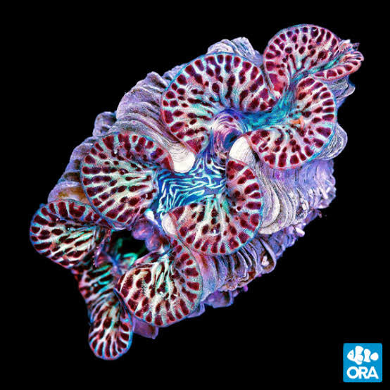 ORA Ultra Gold Maxima Clam on black background