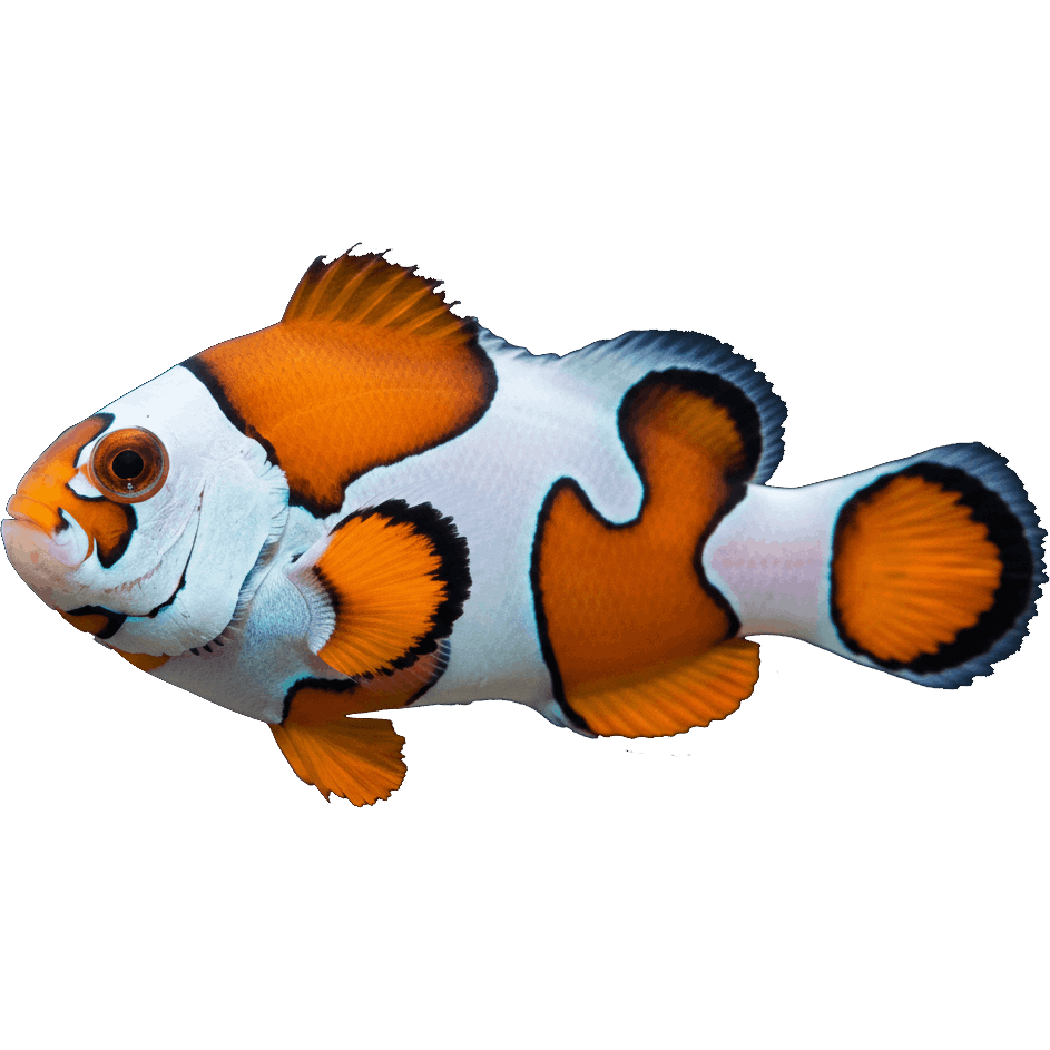 Orange Storm Clownfish