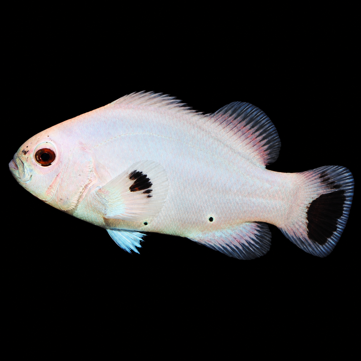 Platinum Clownfish facing left on black background