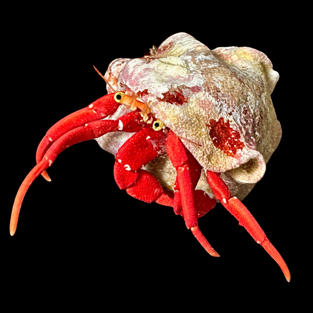 Scarlet Hermit on black background
