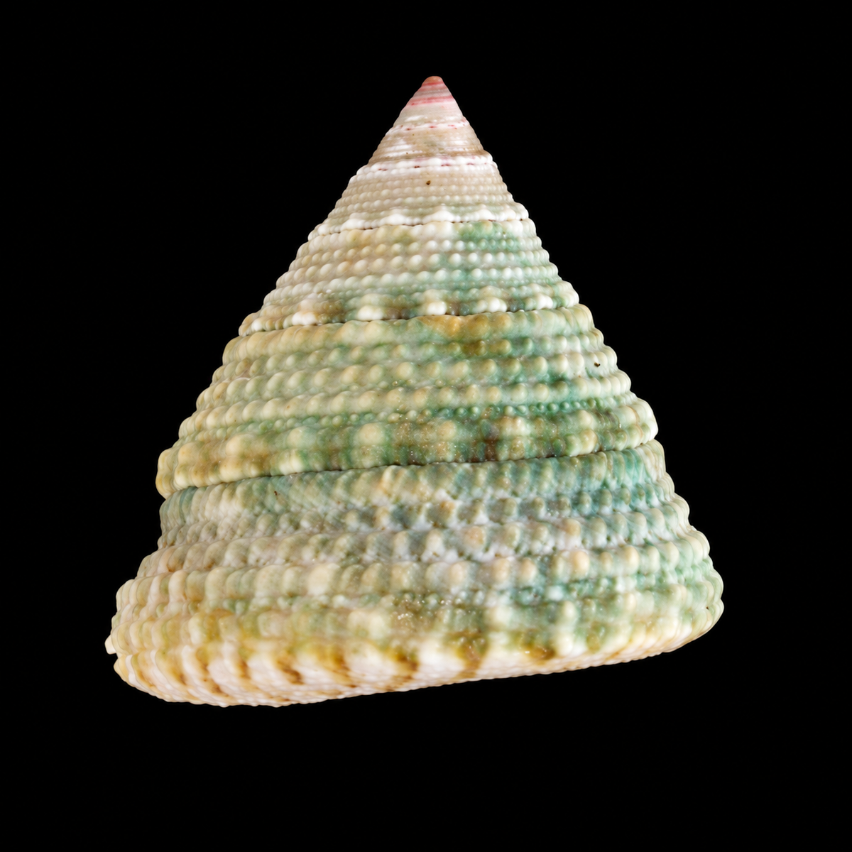 Top Shell Snail on black background