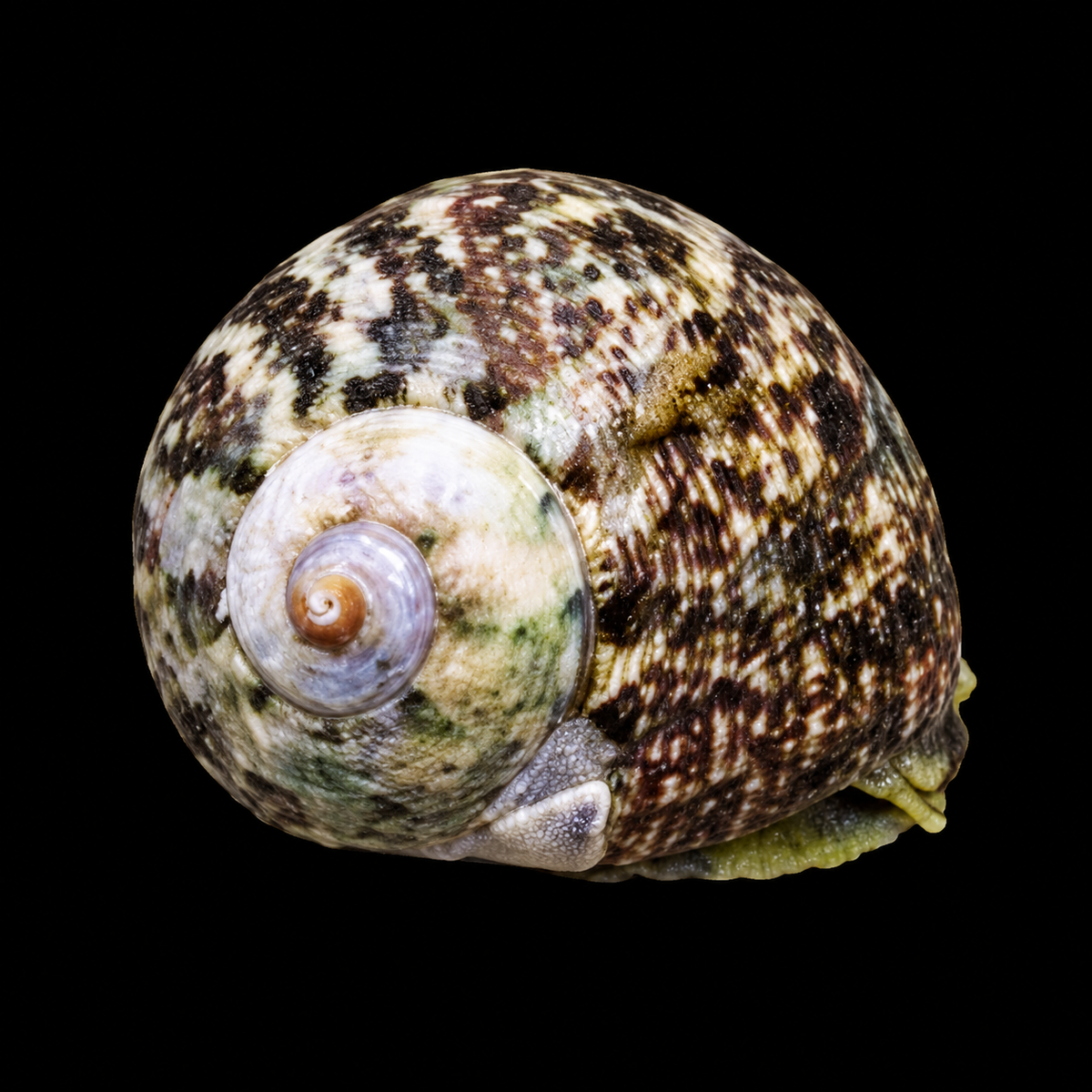 Tropical Turbo Snail on black background